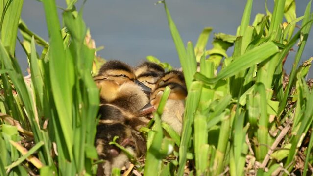 A cute little Mallard ducklings (Anas platyrhynchos) are having rest in nest their mother is taking care of them, British Columbia, Canada. 4K Resolution