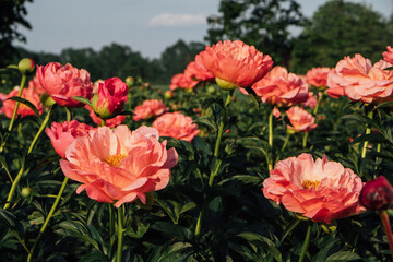 Fototapeta premium Beautiful Coral Charm peony flowers bloomng in the garden, close up. Natural summer flowery background.