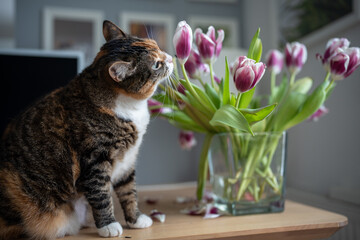 Domestic cat playing with tulip flowers in vase at home sniffing tasting plant. Multicolored curious pet cat sitting on table. Keeping and caring for pets, animals. Funny cat is interested in plants. - obrazy, fototapety, plakaty