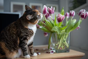 Foto op Canvas Domestic cat playing with tulip flowers in vase at home sniffing tasting plant. Multicolored curious pet cat sitting on table. Keeping and caring for pets, animals. Funny cat is interested in plants. © DimaBerlin