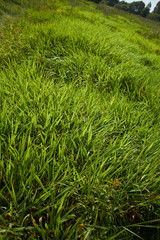 fresh green grass on field