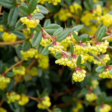 Wintergreen barberry  (Berberis julianae). Hedge shrub with small lemon-yellow flowers dangle in racemes on flexible sharp thorny shoots with leathery dark-green foliage with pungent margins
