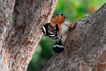 Common Hoopoe, Hoopoe (Upupa epops) The body has light brown stripes. or white and black The mouth is long, slender and curved. Feeding the baby. Phra Nakhon Si Ayutthaya, Thailand. © Pluto Mc