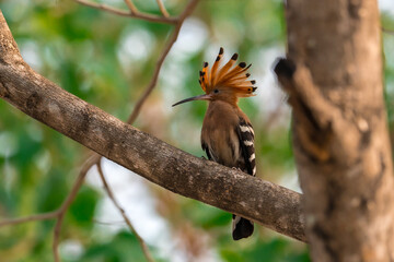 Common Hoopoe, Hoopoe (Upupa epops) The body has light brown stripes. or white and black The mouth is long, slender and curved. Feeding the baby. Phra Nakhon Si Ayutthaya, Thailand.