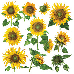 Sunflowers Clipart isolated on white background