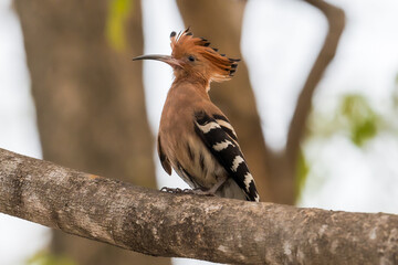 Common Hoopoe, Hoopoe (Upupa epops) The body has light brown stripes. or white and black The mouth is long, slender and curved. Feeding the baby. Phra Nakhon Si Ayutthaya, Thailand.