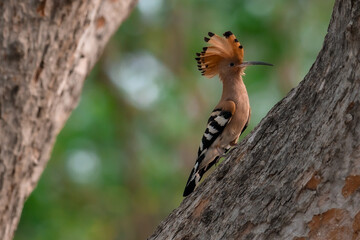 Fototapeta premium Common Hoopoe, Hoopoe (Upupa epops) The body has light brown stripes. or white and black The mouth is long, slender and curved. Feeding the baby. Phra Nakhon Si Ayutthaya, Thailand.