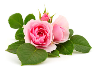Beautiful pink roses. - 761271721