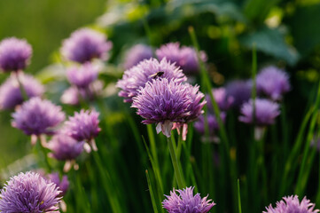 Blossoming purple flowers of chive in the garden.