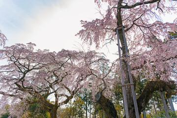 京都醍醐寺 美しい満開の桜