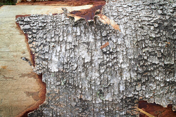 Natural surface texture of tree bark.