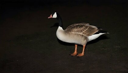 Naklejka na ściany i meble A Goose With Its Feathers Glinting In The Moonligh