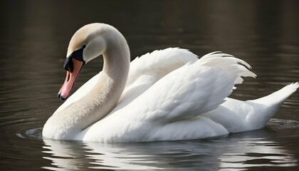 A Swan With Its Beak Closed Swimming With A Seren - obrazy, fototapety, plakaty