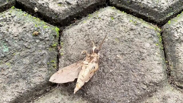 Time lapse of many ants carrying butterfly moth. Group colony of black ants carrying dead moth back to their nest on paving blocks floor. Macro insect videography.