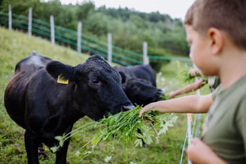 Boy feeding animals in paddock with grass. Taking care of cow. Farm animals having ideal paddock for grazing. © Halfpoint