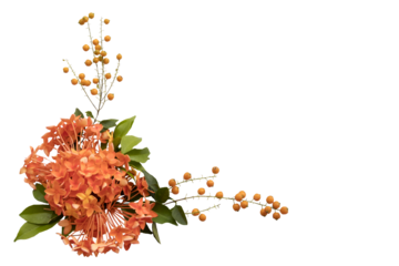 orange flowers rubiaceae local flora of asia arrangement flat lay postcard style 