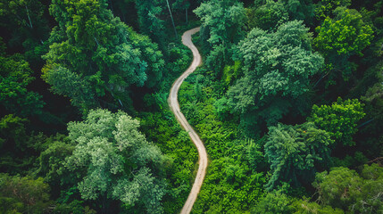 Diverse paths in forest aerial view