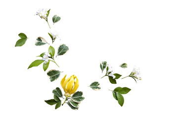 yellow flowers ylang ylang and jasmine flowers local flora of asia arrangement flat lay style
