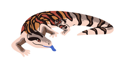Blue tongued skink or lizard with patterned skin. Exotic striped reptile. Tropical reptilian. Wild small animal of jungle. Rainforest fauna. Flat isolated vector illustration on white background