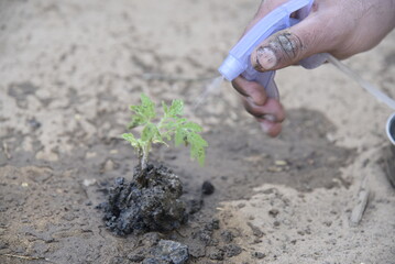 planting a seedling