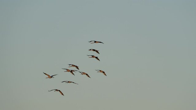Majestic Flight of Birds 4K 120fps super slow motion - European Wildlife