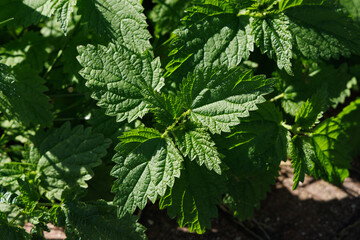 Green nettle leaves. View from above. Selective focus.