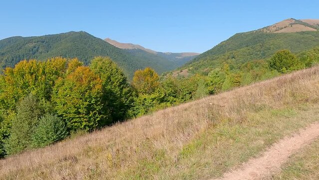 Sinny autumn scene of mountain hill with yellow grass and beech trees. Beautiful morning scene of Negrovest peaks in Carpathian Mountains, Ukraine, Europe. 4K video (Ultra High Definition).