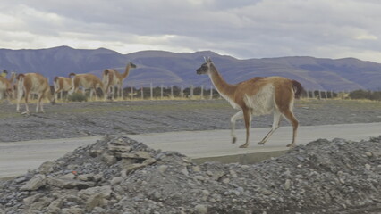 Guanaco Crossing Road in Slow Motion, Dangerous Wildlife Moment