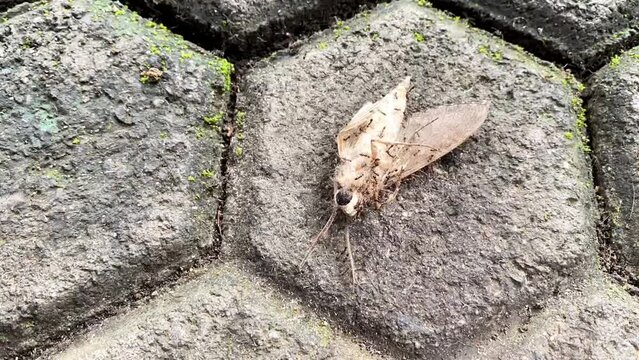 Time lapse of many ants carrying butterfly moth. Group colony of black ants carrying dead moth back to their nest on paving blocks floor. Macro insect videography.