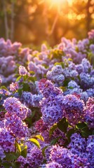 Sunlit scene overlooking the lilac plantation with many lilac blooms, bright rich color, professional nature photo