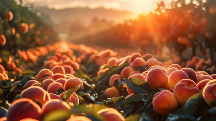 Poster Sunlit scene overlooking the peach plantation with many peaches, bright rich color, professional nature photo © shooreeq