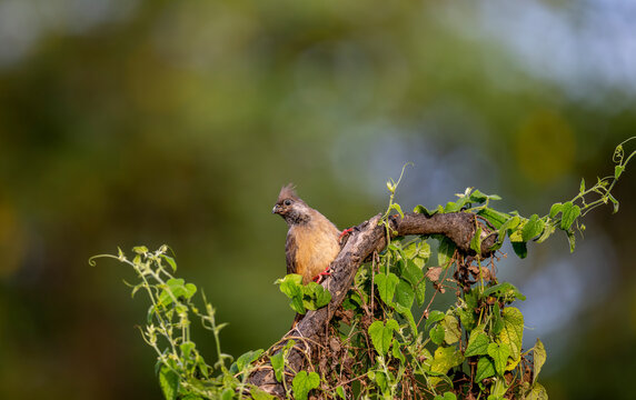 ( Colius striatus kikuyensis )Speckled Mousebird sitting on a branche watching around