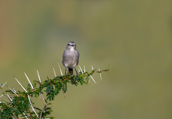 Gray Flycatcher on tree branch in African countryside