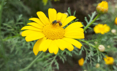 A Honey bee collecting pollen and nectar from a on Golden Yellow Daisy  Flower at garden-  Chrysanthemum coronarium, Garland Chrysanthemum
