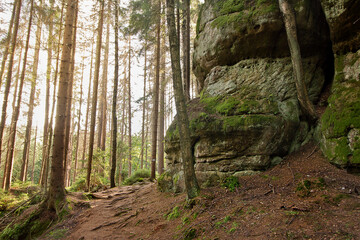 forest landscape with picturesque cliffs. Nature of Poland