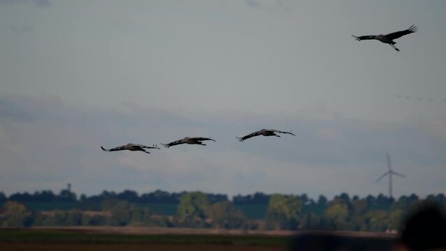 Majestic Flight of Birds 4K 120fps super slow motion - European Wildlife