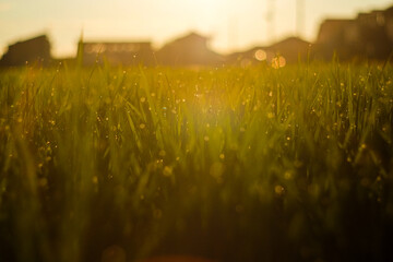 雨上がりの夕日に輝く稲