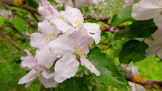 Macro footage of white flowers of apple tree in morning dew. onderful spring scene of apple garden. Beautiful floral background. White flowers waving on the wind. 4K video (Ultra High Definition).