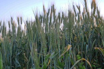 Fototapeta premium Green ears of wheat in the evening.
