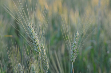 Fototapeta premium Ears of wheat.