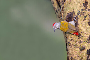 Nubian woodpecker, Serengeti National Park, Tanzania, Africa