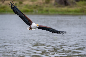African Fish-Eagle, haliaeetus vocifer, Adult in flight, Chobe River, Okavango Delta in Botswana