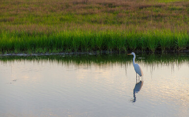 Great Egret at Chincoteague National Wildlife Refuge in Virginia