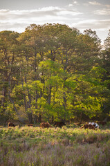 Wild Mustang Horses at Chincoteague National Wildlife Refuge in Virginia