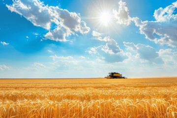 Wheat field and combine harvester. Harvesting concept