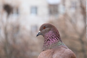 Brown pigeon extreme closeup portrait, winter city atmosphere, pigeons head, winter lights	
