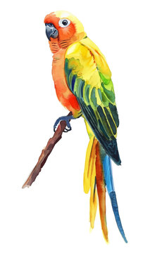 recommend clip art: Sun Conure parrot watercolor good quality and good design