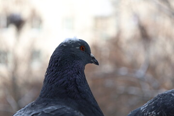 Male pigeon extreme closeup portrait, bird on the window, rainy day, pigeon beautiful portrait, pigeons eyes in macro, Extreme Close Up