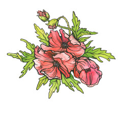 Close-up of a bouquet of meadow red poppies. Watercolor hand drawn painting illustration isolated on a white background.