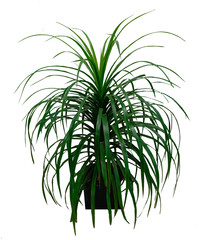 Tropical plant Pandanus tree white background